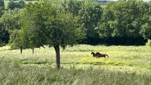 Vacances bien méritées pour Phœnix des Moëres et Pytchounette du Bosquetiau - 4yo ☀️🌿